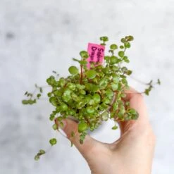 Front Page -Eds Plant Shop sedum spuricum dragons blood sedum 117181