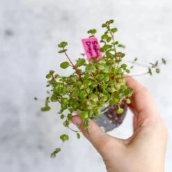 Sedum Spuricum - Dragons Blood Sedum -Eds Plant Shop sedum spuricum dragons blood sedum 214595