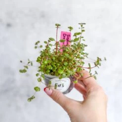 Sedum Spuricum - Dragons Blood Sedum -Eds Plant Shop sedum spuricum dragons blood sedum 270152