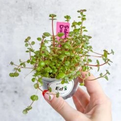 Sedum Spuricum - Dragons Blood Sedum -Eds Plant Shop sedum spuricum dragons blood sedum 337914