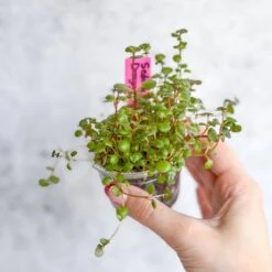 Sedum Spuricum - Dragons Blood Sedum -Eds Plant Shop sedum spuricum dragons blood sedum 835206