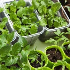 Seeds & Starts 3-Tier Walden White LED Grow Tent Kit -Eds Plant Shop seeds starts 3 tier walden white led grow tent kit 989722