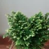 Selaginella Kraussiana 'Frosty Fern' -Eds Plant Shop selaginella kraussiana frosty fern various sizes 713135