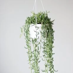 Senecio Radicans Glauca 'String Of Fish Hooks' -Eds Plant Shop senecio radicans glauca string of fish hooks 6 inch hanging basket 672466