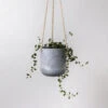 Signature Stone Hanging Planter Pot 4.75 Inch -Eds Plant Shop signature stone hanging planter pot 475 inch 841769