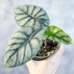 Silver Dragon Alocasia - Alocasia 'Silver Dragon' - 4.5 Inch