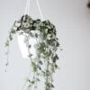 Silver Glory String Of Hearts - Ceropegia Linearis Woodii