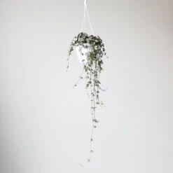 Silver Glory String Of Hearts - Ceropegia Linearis Woodii -Eds Plant Shop silver glory string of hearts ceropegia linearis woodii 455140