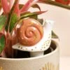 Snail Plant Self Watering Spike -Eds Plant Shop snail plant self watering spike 1335025