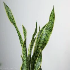 Snake Plant - Sansevieria Trifasciata ‘Laurentii’ Floor Plant -Eds Plant Shop snake plant sansevieria trifasciata laurentii floor plant 10 inch 832781
