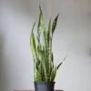 Snake Plant - Sansevieria Trifasciata ‘Laurentii’ Floor Plant 1 Snake Plant - Sansevieria Trifasciata ‘Laurentii’ Floor Plant -Eds Plant Shop snake plant sansevieria trifasciata laurentii floor plant 10 inch 843666
