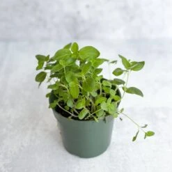 Snapdragon - Maximum Mix Snapdragon - NYC Local Pickup & Delivery Only -Eds Plant Shop snapdragon maximum mix snapdragon nyc local pickup delivery only 715367