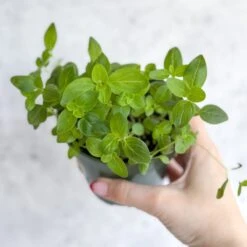 Snapdragon - Maximum Mix Snapdragon - NYC Local Pickup & Delivery Only -Eds Plant Shop snapdragon maximum mix snapdragon nyc local pickup delivery only 999068