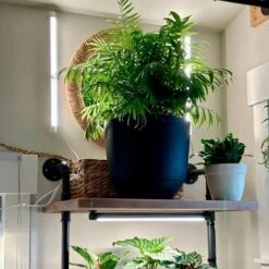 Soltech Solutions- Grove LED Grow Light Bundle -Eds Plant Shop soltech solutions grove led grow light bundle 852453