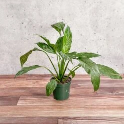 Spathiphyllum 'Domino' - Variegated Peace Lily