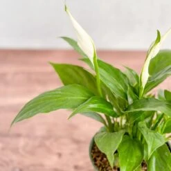 Spathiphyllum 'Peace Lilly' Floor Plant -Eds Plant Shop spathiphyllum peace lilly floor plant 524841