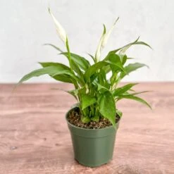 Spathiphyllum 'Peace Lilly' Floor Plant -Eds Plant Shop spathiphyllum peace lilly floor plant 579358