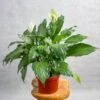 Spathiphyllum 'Peace Lilly' Floor Plant -Eds Plant Shop spathiphyllum peace lilly floor plant 930984
