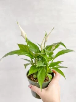 Spathiphyllum 'Peace Lily' -Eds Plant Shop spathiphyllum peace lily various sizes 868438