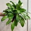Spathiphyllum 'Platinum Mist' - Dappled Leaf Peace Lily -Eds Plant Shop spathiphyllum platinum mist dappled leaf peace lily 188634