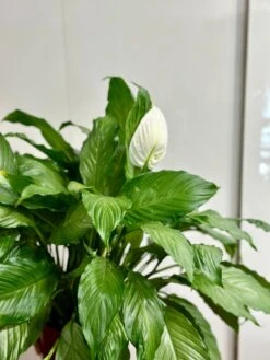 Spathiphyllum 'Platinum Mist' - Dappled Leaf Peace Lily -Eds Plant Shop spathiphyllum platinum mist dappled leaf peace lily 425716