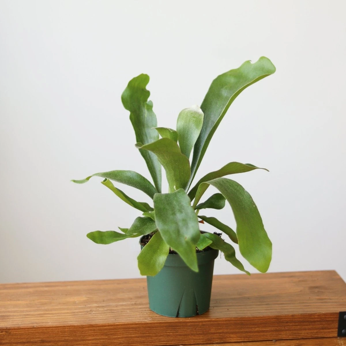 Staghorn Fern - Platycerium Bifurcatum 4 Staghorn Fern - Platycerium Bifurcatum - Image 2