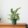 Staghorn Fern - Platycerium Bifurcatum -Eds Plant Shop staghorn fern platycerium bifurcatum 664402