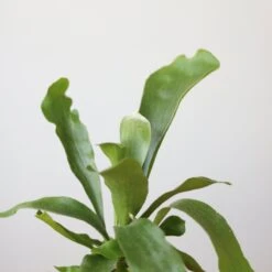 Staghorn Fern - Platycerium Bifurcatum 8 Staghorn Fern - Platycerium Bifurcatum -Eds Plant Shop staghorn fern platycerium bifurcatum 833258