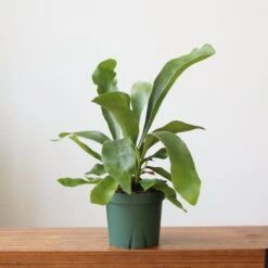 Staghorn Fern - Platycerium Bifurcatum 9 Staghorn Fern - Platycerium Bifurcatum -Eds Plant Shop staghorn fern platycerium bifurcatum 918341