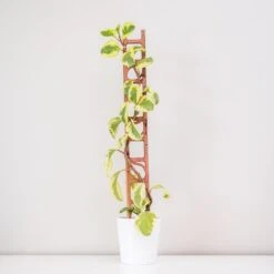 Stella Modular Plant Support & Trellis -Eds Plant Shop stella modular plant support trellis 415421
