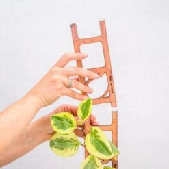 Stella Modular Plant Support & Trellis -Eds Plant Shop stella modular plant support trellis 785322