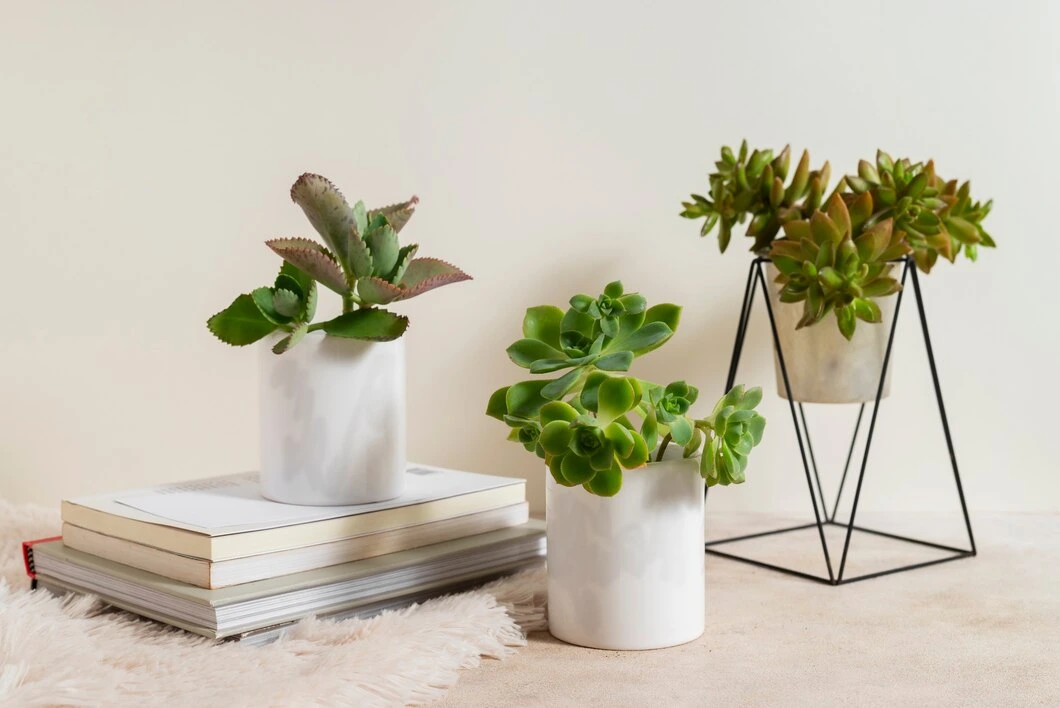 Front Page -Eds Plant Shop still life with indoor plants 23 2151024988