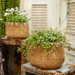 Straw Basket Cement Planter - Various Sizes -Eds Plant Shop straw basket cement planter various sizes 315949