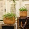 Straw Basket Cement Planter - Various Sizes -Eds Plant Shop straw basket cement planter various sizes 901871