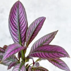 Strobilanthes Dyerianus - Persian Shield -Eds Plant Shop strobilanthes dyerianus persian shield 261768