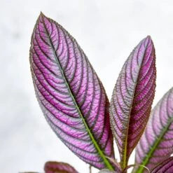 Strobilanthes Dyerianus - Persian Shield -Eds Plant Shop strobilanthes dyerianus persian shield 949054