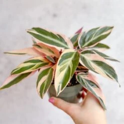 Stromanthe Sanguinea Triostar - Tri-Color Prayer Plant