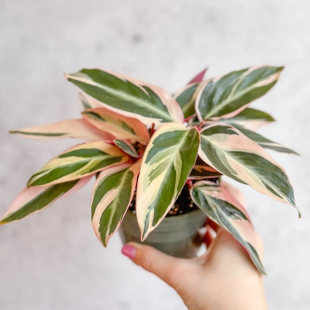Stromanthe Sanguinea Triostar - Tri-Color Prayer Plant 3 Stromanthe Sanguinea Triostar - Tri-Color Prayer Plant