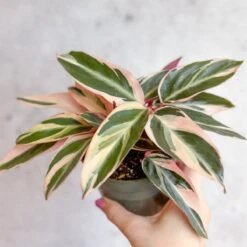 Stromanthe Sanguinea Triostar - Tri-Color Prayer Plant 9 Stromanthe Sanguinea Triostar - Tri-Color Prayer Plant -Eds Plant Shop stromanthe sanguinea triostar tri color prayer plant various sizes 992228