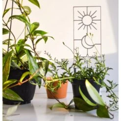 Sun, Moon & Star Houseplant Trellis -Eds Plant Shop sun moon star houseplant trellis 824387