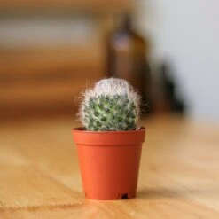 Surprise Cactus & Succulent Variety Pack -Eds Plant Shop surprise cactus succulent variety pack various sizes 294693