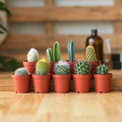 Surprise Cactus & Succulent Variety Pack -Eds Plant Shop surprise cactus succulent variety pack various sizes 412157