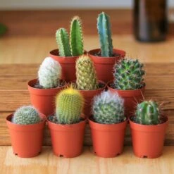 Surprise Cactus & Succulent Variety Pack
