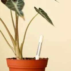 Sustee Aquameter – White | Soil Moisture Sensor For Potted Plants -Eds Plant Shop sustee aquameter white 115392