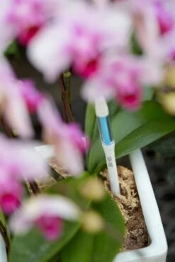 Sustee Aquameter – White | Soil Moisture Sensor For Potted Plants -Eds Plant Shop sustee aquameter white 194078