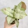 Syngonium 'Milk Confetti' - Variegated Arrowhead -Eds Plant Shop syngonium milk confetti 45 inch 334067