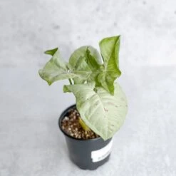 Syngonium 'Milk Confetti' - Variegated Arrowhead -Eds Plant Shop syngonium milk confetti 45 inch 947762