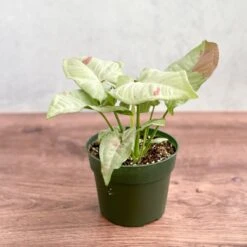 Syngonium 'Milk Confetti' - Variegated Arrowhead -Eds Plant Shop syngonium milk confetti 45 inch 981774