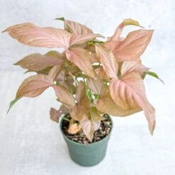 Syngonium 'Pink Perfection' - Pink Perfection Arrowhead -Eds Plant Shop syngonium pink perfection pink perfection arrowhead 45 inch 965994