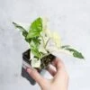 Syngonium Podophyllum Albo - Rare Arrowhead Plant -Eds Plant Shop syngonium podophyllum albo rare arrowhead plant 25 inch 786173